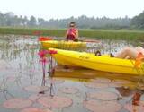 Goa Kayaking Sal Backwaters