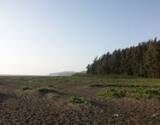 Velas-Harihareshwar 2 Day Tour from Mumbai (Velas Turtle Festival)