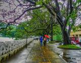 Private Day tour to Kandy from Colombo