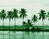 Night Fishing In Kumarakom