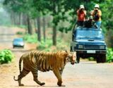 Tiger Safari In Tadoba National Park