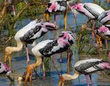 Full Day Kumana National Park Safari