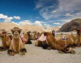 Ladakh Insight