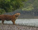 Sundarbans 3 Days and 2 Nights Tour From Kolkata