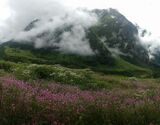 Valley Of Flowers Trek Ex.Dehradun