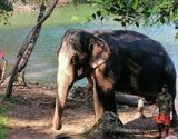 Kottur Elephant Centre and Neyyar Dam Day Tour from Thiruvananthapuram