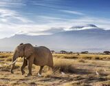 Amboseli National Park Safari Day Trip from Nairobi