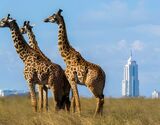 Nairobi National Park, Elephant Orphanage and Giraffe Center Day Tour