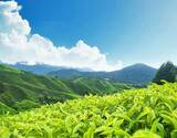 2N/3D Munnar Holiday