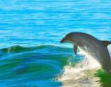 Goa Dolphin Cruise In A Private Boat for 2 Hours