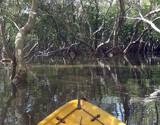 Kayak in Aguada Mangroves Goa