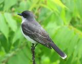 Bird Watching & Photography at Bhandup Pumping Station, Mumbai